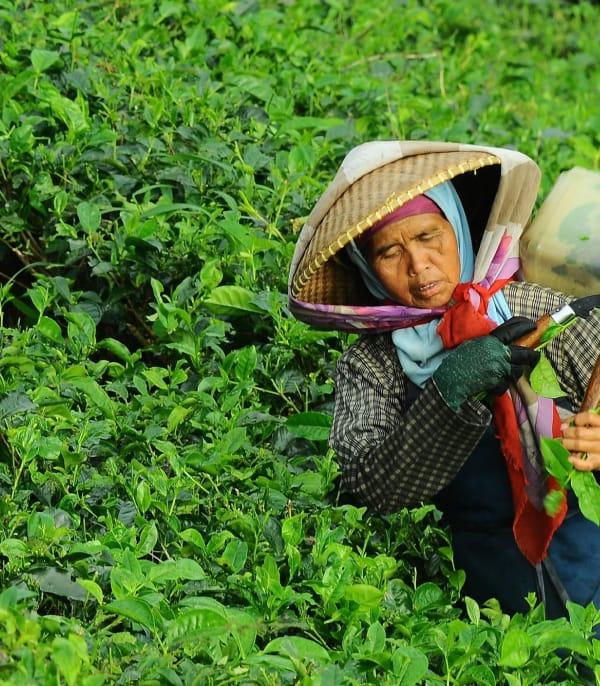 Woman Crop Field